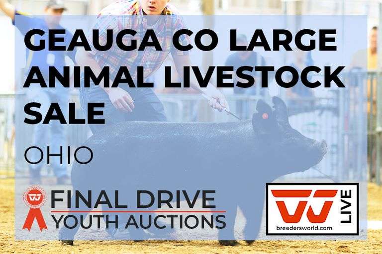 Link to the Geauga Co Large Animal Livestock Sale Final Drive Youth Auctions